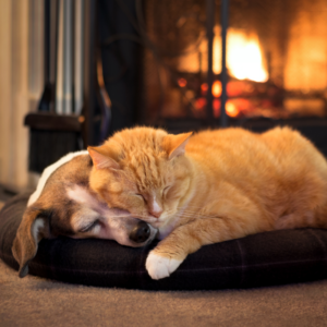 a dog and a cat sleeping cuddled up together by a fire