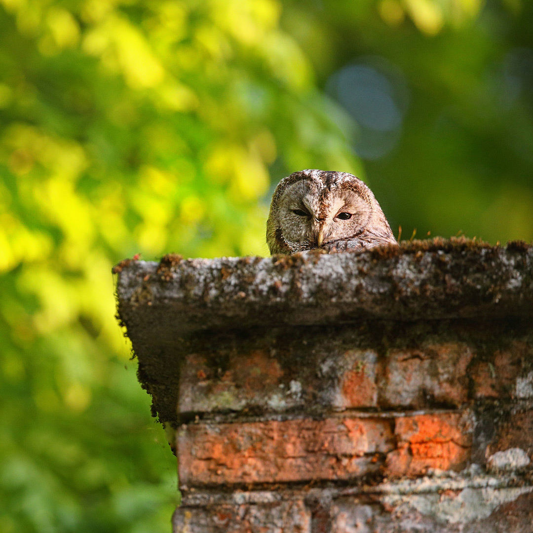 chimney repair in Wexford PA