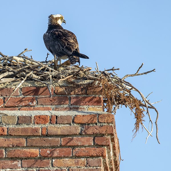 Damaged chimney repairs in Zelienople & Connellsville PA